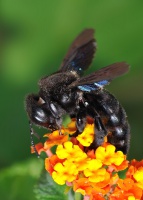Drvodelka fialova 6011